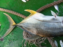 Caranx caninus