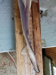 Rhizoprionodon longurio