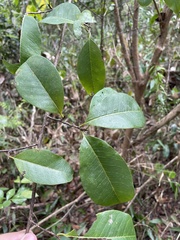 Erythroxylum rufum