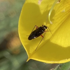 Irbisia solani