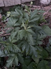 Geum canadense