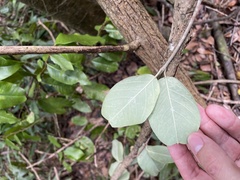 Stigmaphyllon floribundum