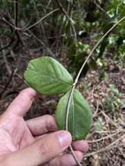 Stigmaphyllon floribundum