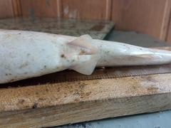 Rhizoprionodon longurio