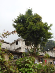 Luma apiculata