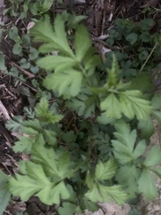 Geum canadense
