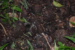 Bertholletia excelsa