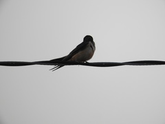 Hirundo rustica