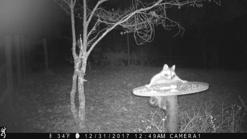 Common Raccoon photographed in Alabama
