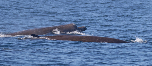 Baird's Beaked Whale