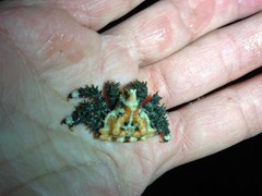 Phyllolithodes papillosus