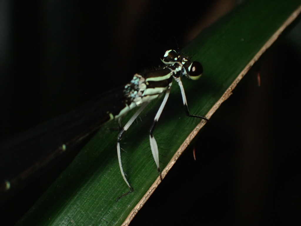 Pseudocopera