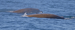 Berardius bairdii
