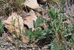 Pediomelum cuspidatum