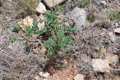 Pediomelum cuspidatum