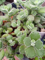 Cotyledon tomentosa tomentosa