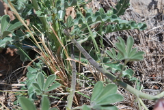 Pediomelum cuspidatum