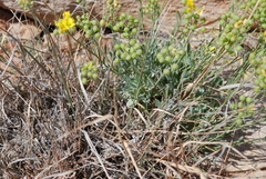 Physaria ovalifolia