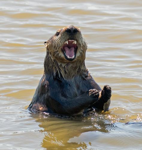 Sea Otter, photo 9 of 10
