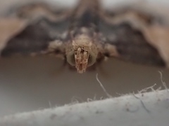 Pyralis pictalis