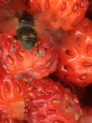 Agoliinus
