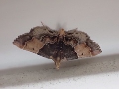 Pyralis pictalis
