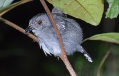 Thamnophilus stictocephalus