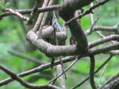 Mniotilta varia