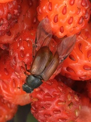 Agoliinus