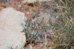 Astragalus gracilis