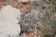 Astragalus gracilis