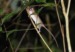 Marmosa murina