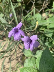 Ruellia tuberosa