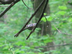 Mniotilta varia