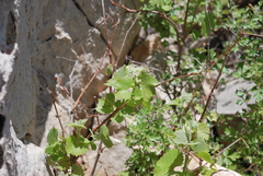 Vitis acerifolia