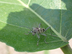 Chlorophorus macaumensis