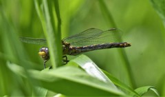 Ophiogomphus susbehcha