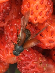Agoliinus