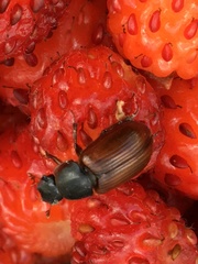 Agoliinus