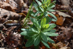 Euphorbia hylonoma