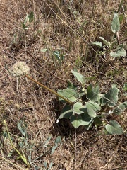 Eriogonum compositum