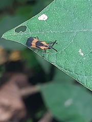 Oxychalepus normalis