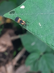 Oxychalepus normalis