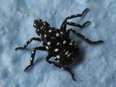 Lycorma delicatula