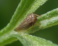 Agallia quadripunctata