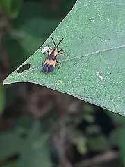 Oxychalepus normalis