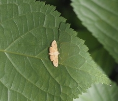 Cataclysta angulata