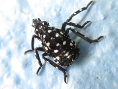Lycorma delicatula