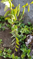 Lathyrus polyphyllus