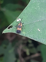 Oxychalepus normalis